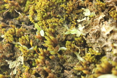 Drymoanthus adversus