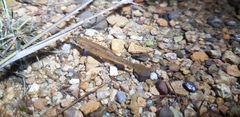 Rhynchocypris lagowskii