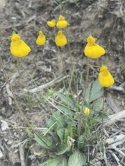 Calceolaria biflora
