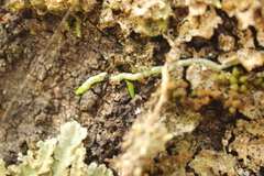 Drymoanthus adversus