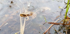 Rana amurensis
