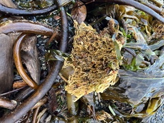 Laminariaceae