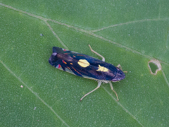 Diedrocephala