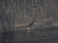 Paleosuchus trigonatus