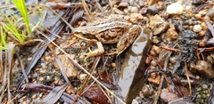 Rana amurensis
