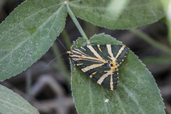 Euplagia splendidior