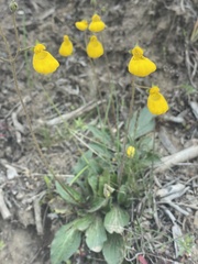 Calceolaria biflora