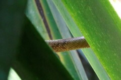 Ithycyphus
