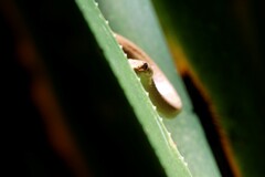 Ithycyphus