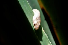 Ithycyphus
