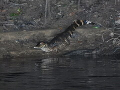 Paleosuchus trigonatus