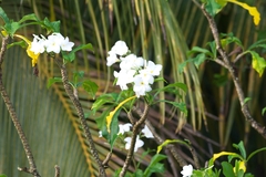Plumeria pudica