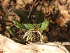 Drymoanthus flavus