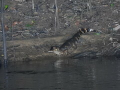 Paleosuchus trigonatus