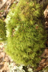 Dicranoloma menziesii