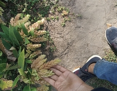 Flemingia strobilifera