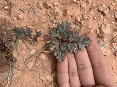 Cymopterus rosei