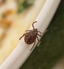 Dermacentor occidentalis