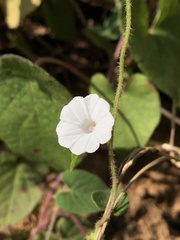 Ipomoea biflora