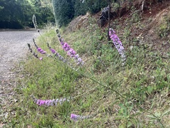 Cullen australasicum