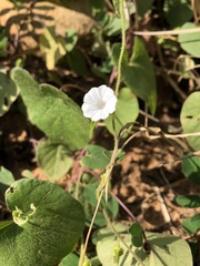 Ipomoea biflora