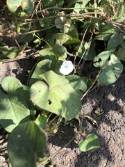 Ipomoea biflora
