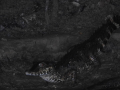 Paleosuchus trigonatus