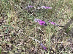 Cullen australasicum