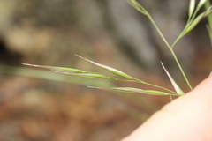 Festuca bromoides