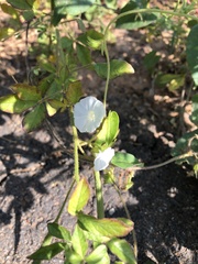 Ipomoea biflora