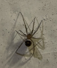 Steatoda grossa