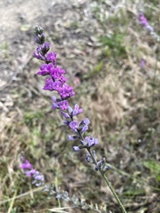 Cullen australasicum