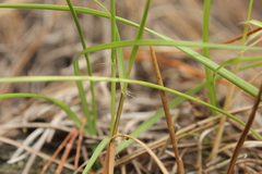 Festuca bromoides