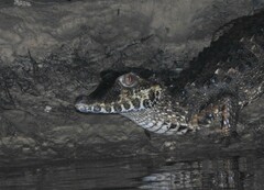 Paleosuchus trigonatus