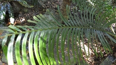 Lepidozamia hopei