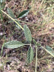 Cullen australasicum