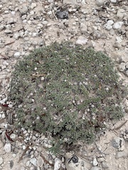 Eriogonum aretioides