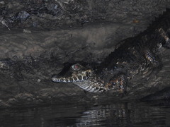 Paleosuchus trigonatus