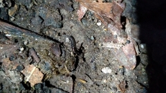 Notiophilus sylvaticus