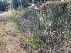 Cullen australasicum