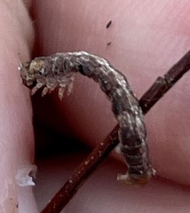 Erannis tiliaria