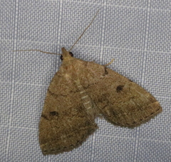 Zanclognatha dentata