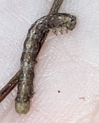 Erannis tiliaria