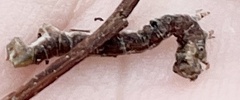 Erannis tiliaria