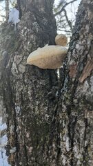 Pseudospongipellis unicolor