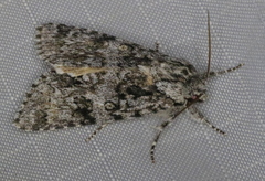 Acronicta impressa