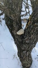 Pseudospongipellis unicolor