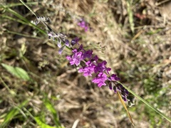 Cullen australasicum
