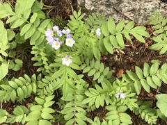 Polemonium californicum