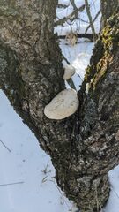 Pseudospongipellis unicolor